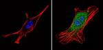 PSMD3 Antibody in Immunocytochemistry (ICC/IF)