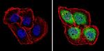 PSMB5 Antibody in Immunocytochemistry (ICC/IF)