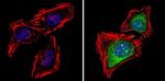 PSMB5 Antibody in Immunocytochemistry (ICC/IF)