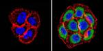 PSMB6 Antibody in Immunocytochemistry (ICC/IF)