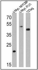 Myc Tag Antibody in Western Blot (WB)