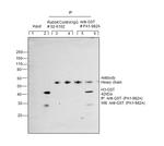 GST Tag Antibody in Immunoprecipitation (IP)