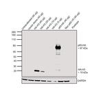 HA Tag Antibody in Western Blot (WB)