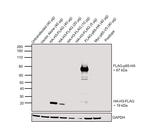 HA Tag Antibody