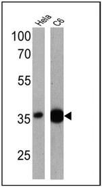 GAPDH Antibody in Western Blot (WB)