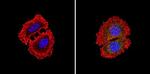 PKR Antibody in Immunocytochemistry (ICC/IF)