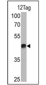 V5 Tag Antibody in Western Blot (WB)