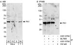 PA1 Antibody in Western Blot (WB)