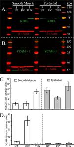 KDEL Antibody in Western Blot (WB)