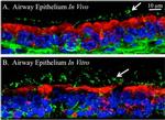 KDEL Antibody in Immunohistochemistry (IHC)