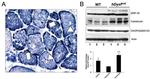 GRP78 Antibody in Western Blot (WB)