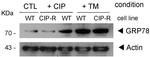 GRP78 Antibody in Western Blot (WB)