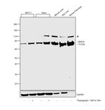 GRP78 Antibody