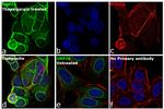 GRP78 Antibody in Immunocytochemistry (ICC/IF)