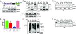 STUB1 Antibody in Western Blot (WB)