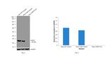 HSP27 Antibody in Western Blot (WB)