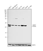 HSP27 Antibody in Western Blot (WB)