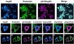 Phospho-HSP27 (Ser15) Antibody in Immunocytochemistry (ICC/IF)