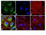 Phospho-HSP27 (Ser15) Antibody in Immunocytochemistry (ICC/IF)