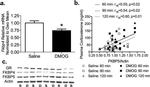 FKBP5 Antibody in Western Blot (WB)