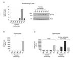 NFAT5 Antibody in Western Blot (WB)