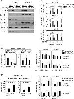 NFAT5 Antibody in Western Blot (WB)