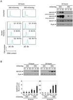 NFAT5 Antibody in Western Blot (WB)