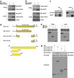 NFAT5 Antibody in Western Blot (WB)