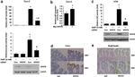 NFAT5 Antibody in Western Blot, Immunohistochemistry (WB, IHC)