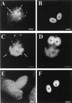 Cyclophilin A Antibody in Immunocytochemistry (ICC/IF)