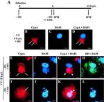 Cyclophilin A Antibody in Immunocytochemistry (ICC/IF)