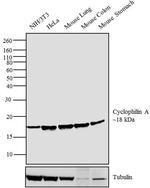 Cyclophilin A Antibody in Western Blot (WB)