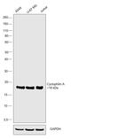 Cyclophilin A Antibody in Western Blot (WB)