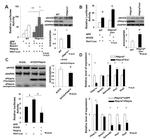 FKBP12 Antibody in Western Blot (WB)