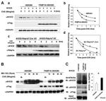 FKBP12 Antibody in Western Blot (WB)