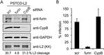 Cyclophilin B Antibody in Western Blot (WB)