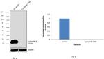 Cyclophilin B Antibody