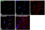 NPM1 Antibody in Immunocytochemistry (ICC/IF)