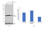 NPM1 Antibody in Western Blot (WB)