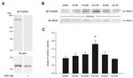 Phospho-nNOS (Ser1417) Antibody in Western Blot (WB)