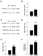 Phospho-nNOS (Ser1417) Antibody in Western Blot (WB)