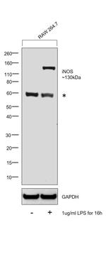 iNOS Antibody in Western Blot (WB)