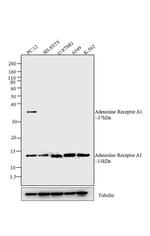 ADORA1 Antibody in Western Blot (WB)