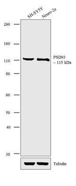 PSD93 Antibody in Western Blot (WB)
