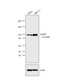 SAP97 Antibody in Western Blot (WB)