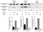 SynGAP Antibody in Western Blot (WB)