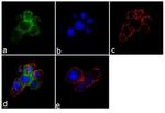 SynGAP Antibody in Immunocytochemistry (ICC/IF)