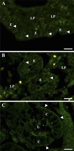 Leptin Antibody in Immunohistochemistry (IHC)