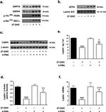 Leptin Antibody in Western Blot (WB)