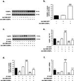 Leptin Antibody in Western Blot (WB)